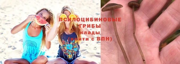 прущие грибы Вяземский