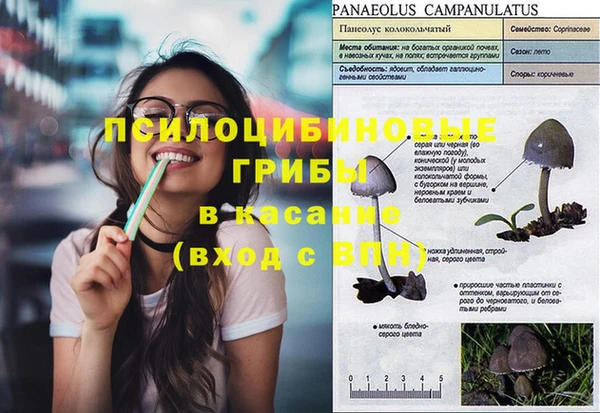 прущие грибы Вяземский